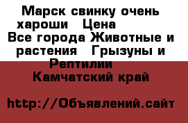 Марск свинку очень хароши › Цена ­ 2 000 - Все города Животные и растения » Грызуны и Рептилии   . Камчатский край